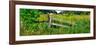 Old wooden fence and Goldenrod in a field, Kane County, Illinois, USA-null-Framed Photographic Print