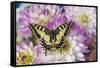 Old World Swallowtail butterfly, Papilio Machaon on Dahlias-Darrell Gulin-Framed Stretched Canvas