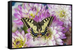 Old World Swallowtail butterfly, Papilio Machaon on Dahlias-Darrell Gulin-Framed Stretched Canvas