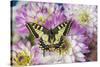 Old World Swallowtail butterfly, Papilio Machaon on Dahlias-Darrell Gulin-Stretched Canvas