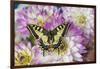 Old World Swallowtail butterfly, Papilio Machaon on Dahlias-Darrell Gulin-Framed Photographic Print