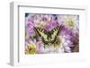 Old World Swallowtail butterfly, Papilio Machaon on Dahlias-Darrell Gulin-Framed Photographic Print