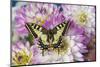 Old World Swallowtail butterfly, Papilio Machaon on Dahlias-Darrell Gulin-Mounted Photographic Print