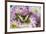 Old World Swallowtail butterfly, Papilio Machaon on Dahlias-Darrell Gulin-Framed Photographic Print