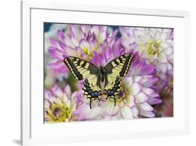 Old World Swallowtail butterfly, Papilio Machaon on Dahlias-Darrell Gulin-Framed Photographic Print