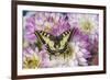 Old World Swallowtail butterfly, Papilio Machaon on Dahlias-Darrell Gulin-Framed Photographic Print