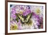 Old World Swallowtail butterfly, Papilio Machaon on Dahlias-Darrell Gulin-Framed Photographic Print