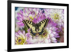 Old World Swallowtail butterfly, Papilio Machaon on Dahlias-Darrell Gulin-Framed Photographic Print