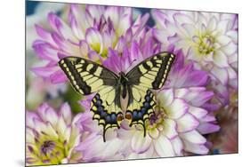 Old World Swallowtail butterfly, Papilio Machaon on Dahlias-Darrell Gulin-Mounted Photographic Print
