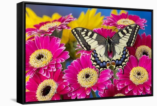 Old World Swallowtail butterfly, Papilio Machaon, on pink Gerber daisy-Darrell Gulin-Framed Stretched Canvas