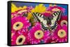 Old World Swallowtail butterfly, Papilio Machaon, on pink Gerber daisy-Darrell Gulin-Framed Stretched Canvas