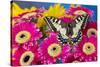 Old World Swallowtail butterfly, Papilio Machaon, on pink Gerber daisy-Darrell Gulin-Stretched Canvas