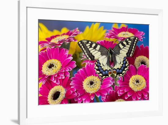 Old World Swallowtail butterfly, Papilio Machaon, on pink Gerber daisy-Darrell Gulin-Framed Photographic Print