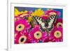 Old World Swallowtail butterfly, Papilio Machaon, on pink Gerber daisy-Darrell Gulin-Framed Photographic Print