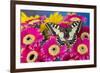 Old World Swallowtail butterfly, Papilio Machaon, on pink Gerber daisy-Darrell Gulin-Framed Photographic Print