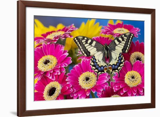 Old World Swallowtail butterfly, Papilio Machaon, on pink Gerber daisy-Darrell Gulin-Framed Photographic Print