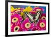 Old World Swallowtail butterfly, Papilio Machaon, on pink Gerber daisy-Darrell Gulin-Framed Photographic Print