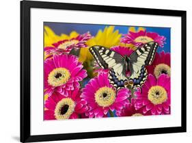 Old World Swallowtail butterfly, Papilio Machaon, on pink Gerber daisy-Darrell Gulin-Framed Photographic Print