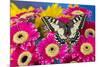 Old World Swallowtail butterfly, Papilio Machaon, on pink Gerber daisy-Darrell Gulin-Mounted Photographic Print