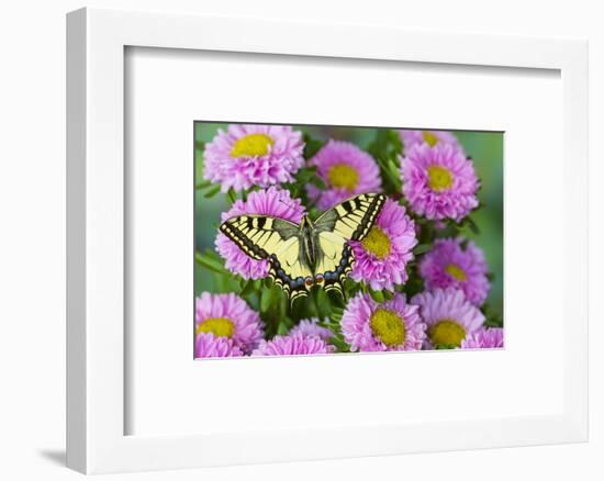 Old world swallowtail butterfly, Papilio machaon, on pink mums.-Darrell Gulin-Framed Photographic Print