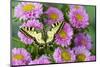 Old world swallowtail butterfly, Papilio machaon, on pink mums.-Darrell Gulin-Mounted Photographic Print