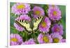 Old world swallowtail butterfly, Papilio machaon, on pink mums.-Darrell Gulin-Framed Photographic Print