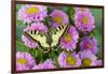 Old world swallowtail butterfly, Papilio machaon, on pink mums.-Darrell Gulin-Framed Photographic Print
