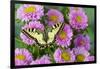 Old world swallowtail butterfly, Papilio machaon, on pink mums.-Darrell Gulin-Framed Photographic Print