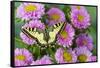 Old world swallowtail butterfly, Papilio machaon, on pink mums.-Darrell Gulin-Framed Stretched Canvas