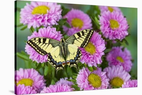 Old world swallowtail butterfly, Papilio machaon, on pink mums.-Darrell Gulin-Stretched Canvas