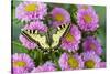 Old world swallowtail butterfly, Papilio machaon, on pink mums.-Darrell Gulin-Stretched Canvas