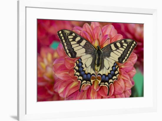 Old World Swallowtail butterfly, Papilio Machaon resting on colorful Dahlias-Darrell Gulin-Framed Photographic Print