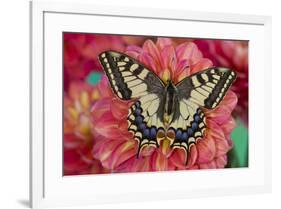 Old World Swallowtail butterfly, Papilio Machaon resting on colorful Dahlias-Darrell Gulin-Framed Photographic Print