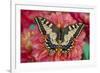 Old World Swallowtail butterfly, Papilio Machaon resting on colorful Dahlias-Darrell Gulin-Framed Photographic Print