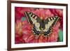 Old World Swallowtail butterfly, Papilio Machaon resting on colorful Dahlias-Darrell Gulin-Framed Photographic Print