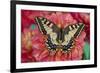 Old World Swallowtail butterfly, Papilio Machaon resting on colorful Dahlias-Darrell Gulin-Framed Photographic Print