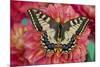 Old World Swallowtail butterfly, Papilio Machaon resting on colorful Dahlias-Darrell Gulin-Mounted Photographic Print