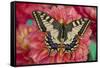 Old World Swallowtail butterfly, Papilio Machaon resting on colorful Dahlias-Darrell Gulin-Framed Stretched Canvas