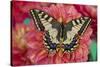 Old World Swallowtail butterfly, Papilio Machaon resting on colorful Dahlias-Darrell Gulin-Stretched Canvas