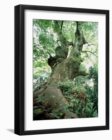 Old Zelkova Tree-null-Framed Premium Photographic Print