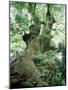 Old Zelkova Tree-null-Mounted Premium Photographic Print