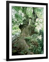 Old Zelkova Tree-null-Framed Premium Photographic Print