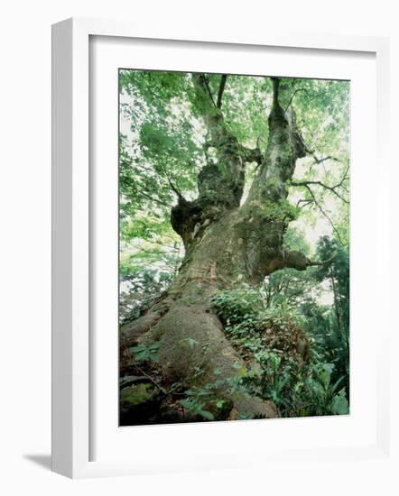 Old Zelkova Tree-null-Framed Photographic Print