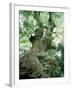 Old Zelkova Tree-null-Framed Photographic Print