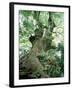 Old Zelkova Tree-null-Framed Photographic Print