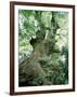 Old Zelkova Tree-null-Framed Photographic Print