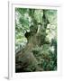 Old Zelkova Tree-null-Framed Photographic Print