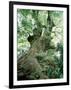 Old Zelkova Tree-null-Framed Photographic Print