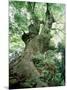 Old Zelkova Tree-null-Mounted Photographic Print