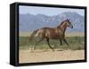 Oldenburg Horse Trotting, Colorado, USA-Carol Walker-Framed Stretched Canvas